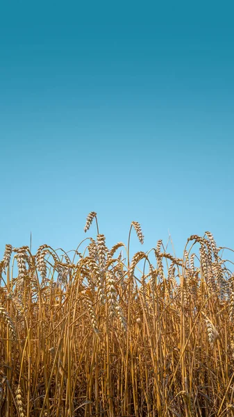 Cover page with beautiful farm landscape of wheat yellow crops in late Summer with deep blue gradient sky at sunny day with copy space. Concept of food industry and agriculture