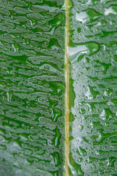 Nass Mit Wassertropfen Indisches Ficus Elastica Blatt Tropischen Garten Als — Stockfoto