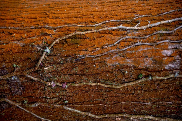 Casca Tronco Árvore Floresta Antiga Vermelha Laranja Colorida Coberta Com — Fotografia de Stock