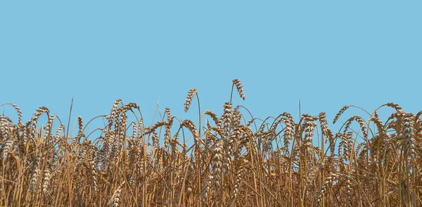Знамя Красивым Сельским Пейзажем Пшеничных Культур Конце Лета Глубоким Голубым — стоковое фото