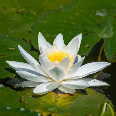 Güzel beyaz nilüfer, nilüfer, baharda küçük bir gölette yüzer.