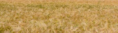 Yazın, güneşli bir günde, arka planda fotokopi alanı olan, buğday sarısı tarlalı panoramik afiş.
