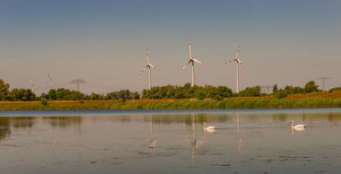 Elbe nehrinin yanındaki ördek yosunu gölünde güneş batımında elektrik hatları olan birkaç beyaz kuğu ve rüzgar türbini ve mavi gökyüzü, Magdeburg, Almanya