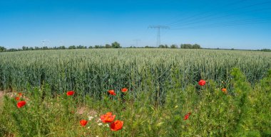 Güzel yeşil buğday tarlası manzarası, gelincikler çiçekler, elektrik hatları, rüzgar türbinleri Almanya 'da yeşil enerji üretmek için güneşli bir günde yaz ve mavi gökyüzü.