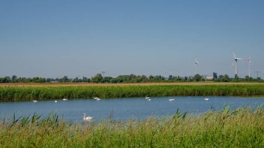 Güneşli bir günde beyaz kuğular ve rüzgar türbinleriyle Elbe nehrinin yanındaki yeşil ördek otu gölü, Magdeburg, Almanya