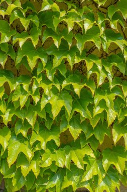 Arka planda epifit yaprakları ve lianalar gibi güzel yeşil asmalar var.