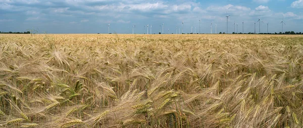 Красивый Вид Ландшафт Пшеничной Фермы Ветряными Турбинами Производства Зеленой Энергии — стоковое фото