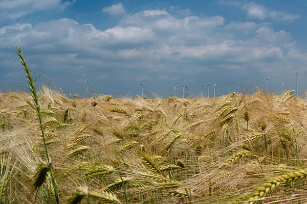 Красивый Вид Ландшафт Пшеничной Фермы Ветряными Турбинами Производства Зеленой Энергии — стоковое фото