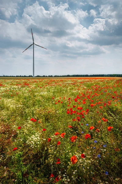 Cover page with beautiful meadow field farm landscape, poppies and marguerite flowers, wind turbines to produce green energy in Germany, at sunny day and blue sky