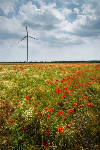 Cover Page Beautiful Meadow Field Farm Landscape Poppies Marguerite Flowers — Stock Photo, Image