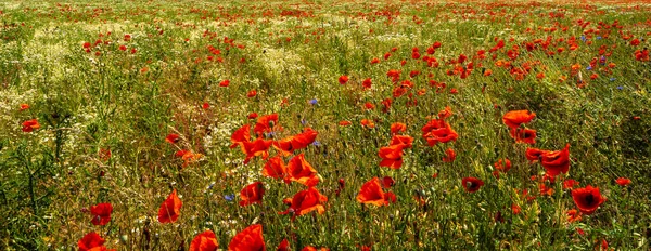 Panorama Banner Mit Schöner Wiesenlandschaft Mit Roten Mohnblumen Und Weißen — Stockfoto