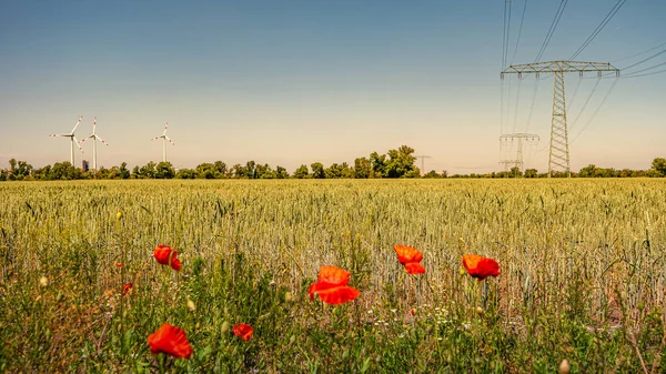 Panoramic View Beautiful Yellow Wheat Farm Landscape Poppies Flowers Wind — Stock Photo, Image
