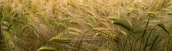 Панорамный Баннер Красивым Сельским Пейзажем Пшеничным Желтым Полем Теплых Цветах — стоковое фото