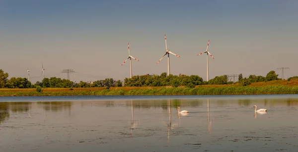 Duckweed lake near Elbe river with a couple of white swans and wind turbines with power lines at sunset colors and blue sky, Magdeburg, Germany