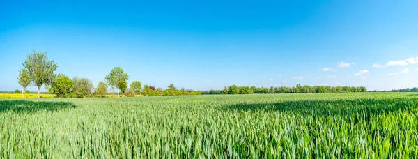 Panoramic View Beautiful Farm Landscape Green Wheat Yellow Rapeseed Fields — Zdjęcie stockowe
