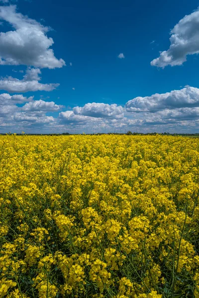 Cover page with beautiful farm landscape with rapeseed at blossom field as biofuel, wind turbines to produce green energy in Germany, Spring, blue sky, sunny day. Concept of green energy production