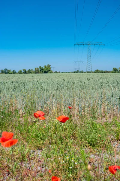 Beautiful Farm Landscape Meadow Red Yellow Flowers Wheat Field Wind — Zdjęcie stockowe