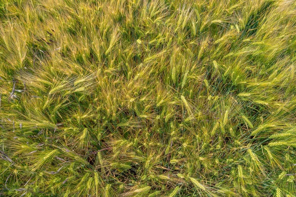 Cover Page Beautiful Farm Landscape Wheat Yellow Field Warm Sunset — Stock Photo, Image