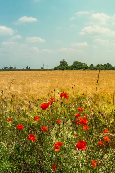 Cover page with beautiful farm landscape with wheat yellow field and poppy red flowers at warm sunset colors in summer, at sunny day and blue sky