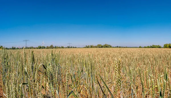 Panoramic View Beautiful Wheat Farm Landscape Wind Turbines Produce Green — Zdjęcie stockowe