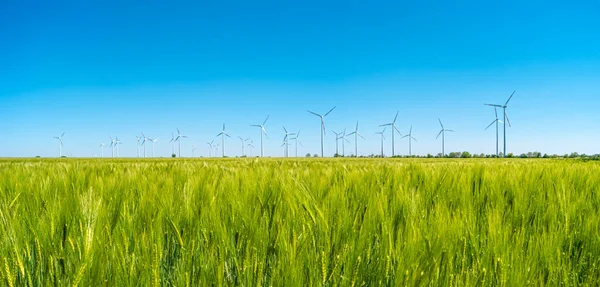 Panoramic View Beautiful Farm Landscape Green Wheat Field Wind Turbines — Stock Photo, Image