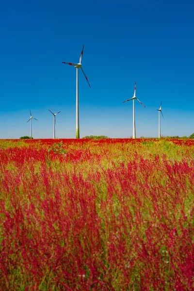 Beautiful Farm Landscape Meadow Red Flowers Wind Turbines Produce Green — Stock Photo, Image