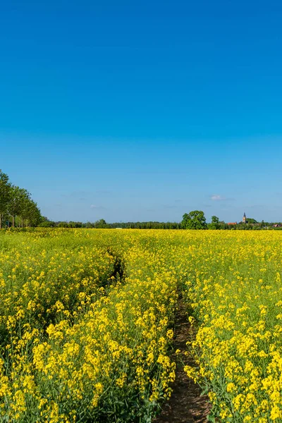 Cover page with beautiful farm landscape with yellow rapeseed at blossom field and lonely track in Germany, at Spring and blue sunny sky