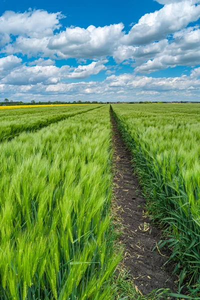 Cover page with view of beautiful farm landscape of green wheat field in late Spring, beginning of Summer in Europe, at blue sky with clouds and lonely pathway