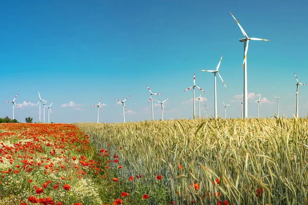 Krásná Zemědělská Krajina Pšeničným Polem Máky Heřmánkovými Květy Větrné Turbíny — Stock fotografie