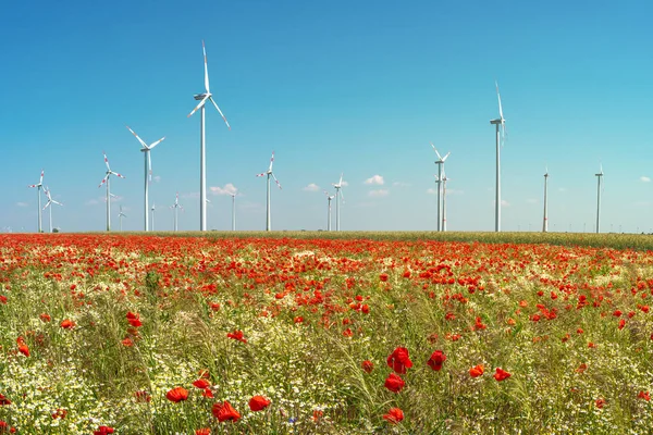 Beautiful Farm Landscape Wheat Field Poppies Chamomile Flowers Wind Turbines — Stock Photo, Image