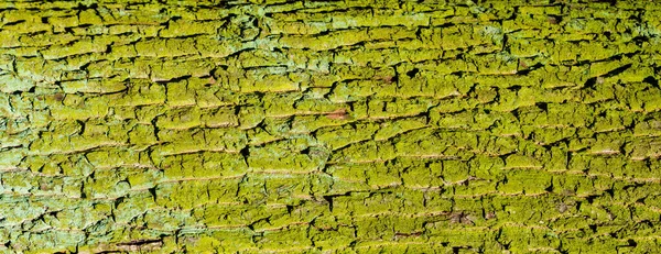 Casca Tronco Árvore Floresta Antiga Verde Colorido Coberto Com Líquen — Fotografia de Stock