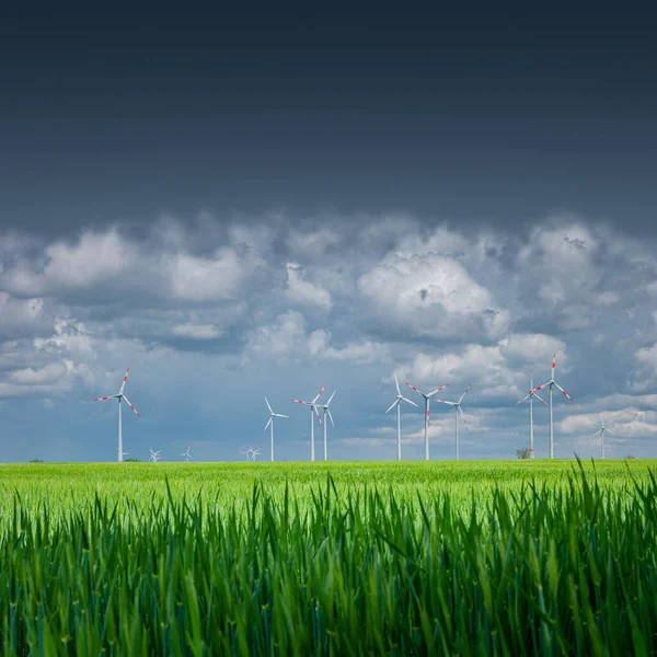 Banner Beautiful Farm Landscape Green Wheat Field Wind Turbines Produce — Stock Photo, Image