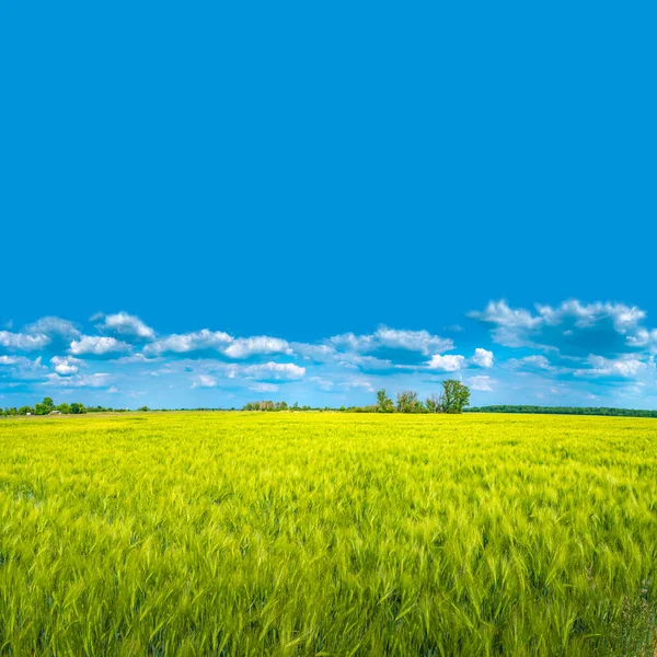 Panoramisch Uitzicht Het Mooie Boerenlandschap Van Het Groene Tarweveld Late — Stockfoto