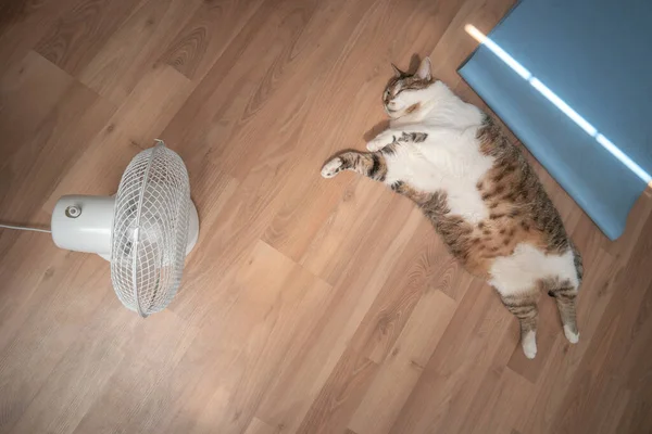 Portrait Fat Big Hairy Domestic Cat Enjoying Front Home Ventilator — стоковое фото