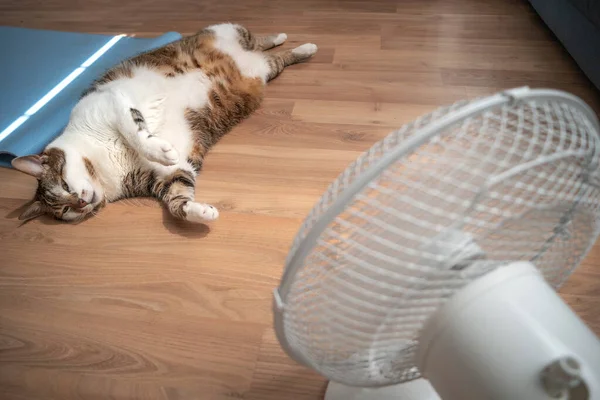 Portrait Fat Big Hairy Domestic Cat Enjoying Front Home Ventilator — Photo