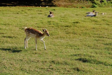Çayırdaki çimlerin üzerinde nadasa düşen bir geyik yavrusu..