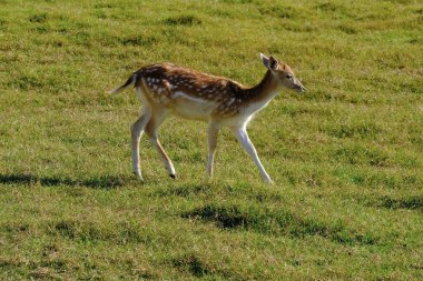 Çayırdaki çimlerin üzerinde nadasa düşen bir geyik yavrusu..