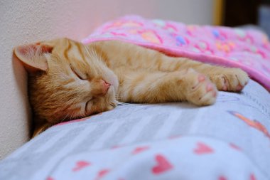 Kanepenin üstünde, pembe bir battaniyenin altında kızıl bir kedi yavrusu..