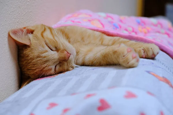 Ginger Kitten Pink Blanket Top Sofa — Stock Photo, Image