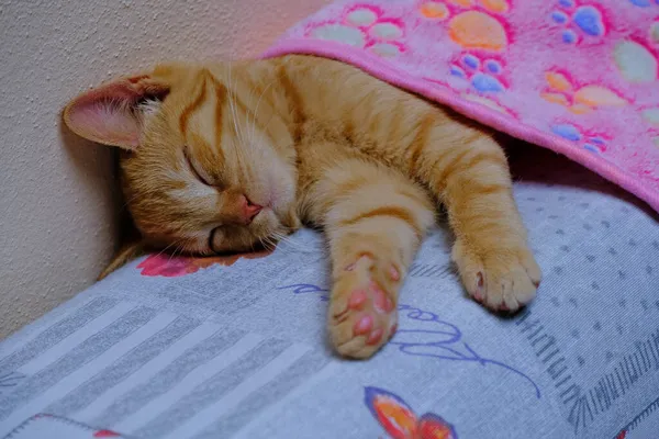 Ein Ingwerkätzchen Unter Einer Rosa Decke Oben Auf Einem Sofa — Stockfoto