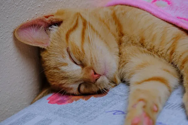 粉红毛毯下的一只生姜猫 在沙发上 — 图库照片