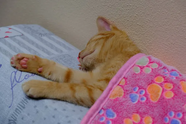 粉红毛毯下的一只生姜猫 在沙发上 — 图库照片