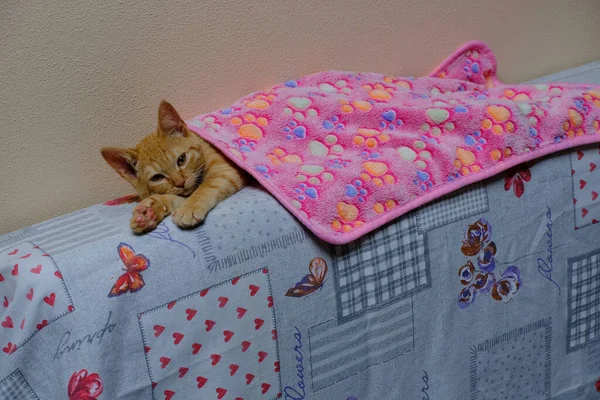 Ginger Kitten Pink Blanket Top Sofa — Stock Photo, Image