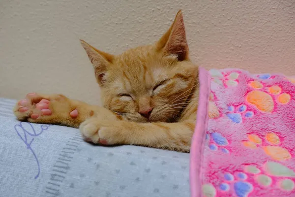 Ginger Kitten Pink Blanket Top Sofa — Stock Photo, Image