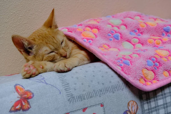 Seekor Anak Kucing Jahe Bawah Selimut Merah Muda Atas Sofa — Stok Foto