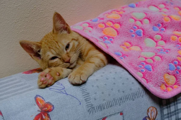 Gatito Jengibre Debajo Una Manta Rosa Parte Superior Sofá — Foto de Stock