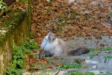Birman, Birma 'nın kutsal kedisi olarak da bilinir, sonbahar yapraklarıyla kaplı bir bahçede..