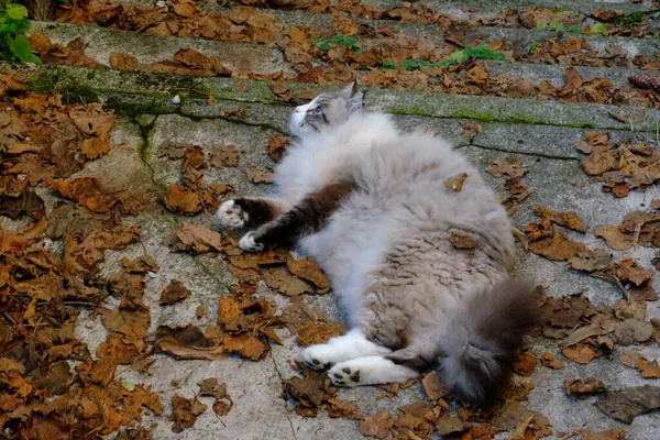 一只伯曼 也被称为 缅甸圣猫 在一个长满秋叶的花园里 — 图库照片
