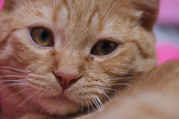 Portrait Intérieur Chaton Roux — Photo