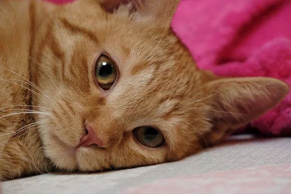 Kapalı Alanda Kızıl Bir Kedi Yavrusunun Portresi — Stok fotoğraf